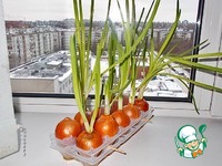 ������ ��� �� �����������