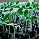 ������� ������ ����������� �������