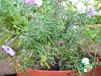 ����� � �����, ���������� � ������ ����� �����������