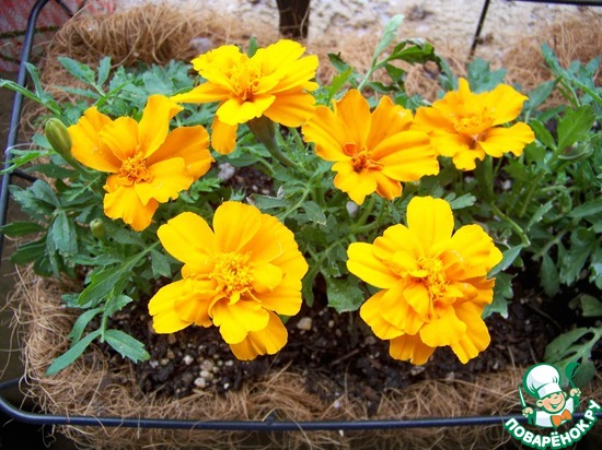 ����� �� ��� ������� � �� ������