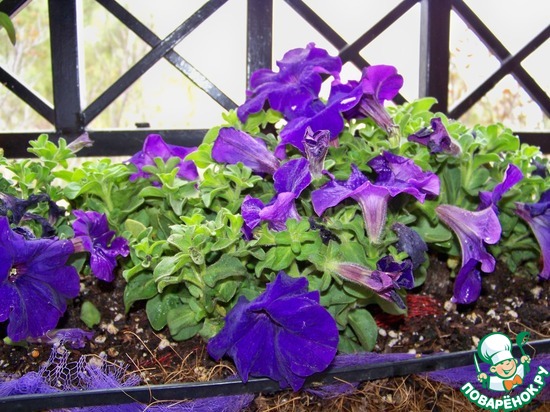 ����� �� ��� ������� � �� ������