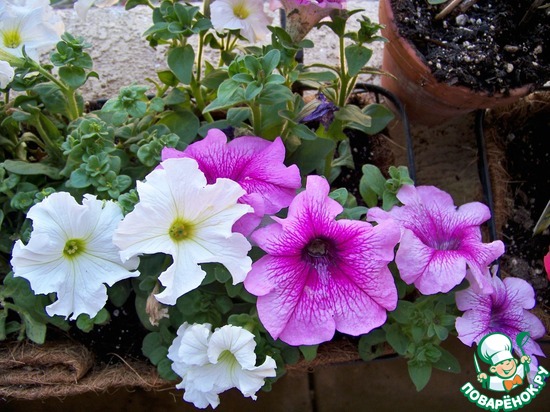 ����� �� ��� ������� � �� ������