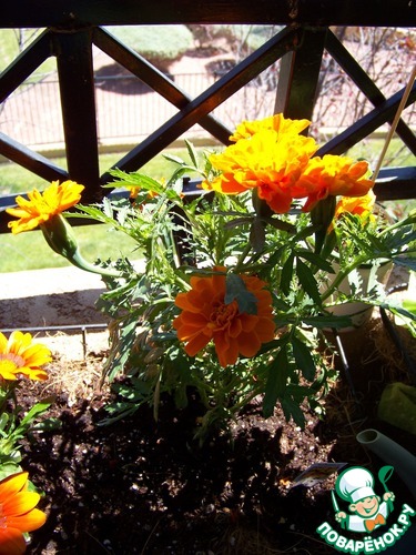 ����� �� ��� ������� � �� ������