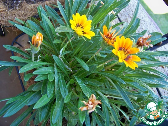 ����� �� ��� ������� � �� ������