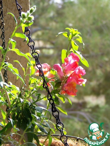 ����� �� ��� ������� � �� ������