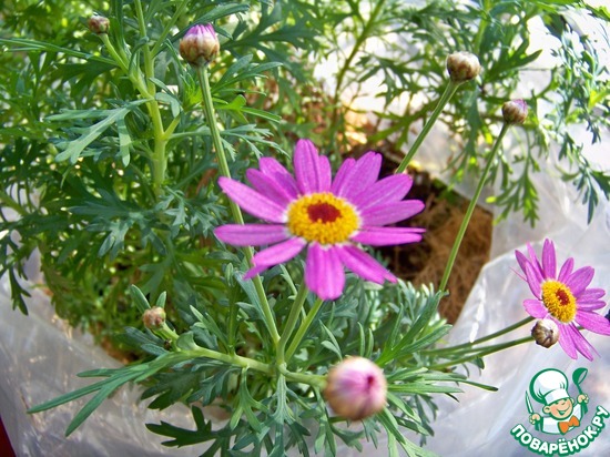 ����� �� ��� ������� � �� ������