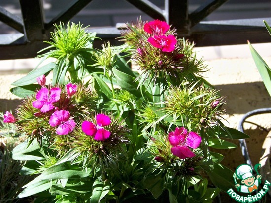 ����� �� ��� ������� � �� ������