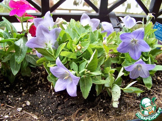 ����� �� ��� ������� � �� ������