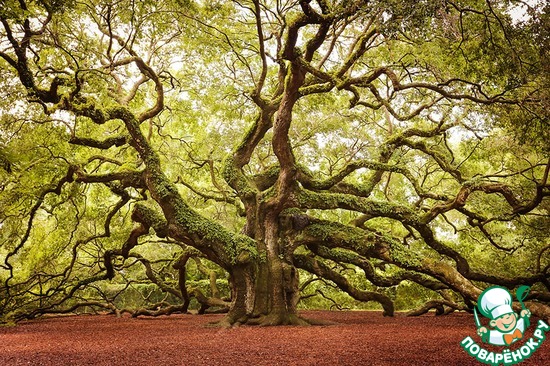 ���� ������ �� ������� �����, ����� ��������, ���