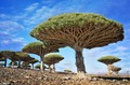 ������ ���������� ����� (Dragonblood Tree) � ������