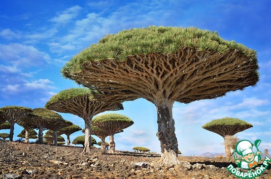 ������ ���������� ����� (Dragonblood Tree) � ������