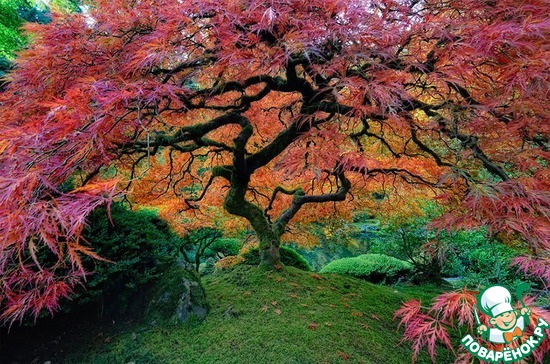 �������������� �������� ��� � ������� (���)