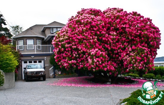 �����������, ��������� 125 ���, ����������� ����������� ��� �Tree� � ������