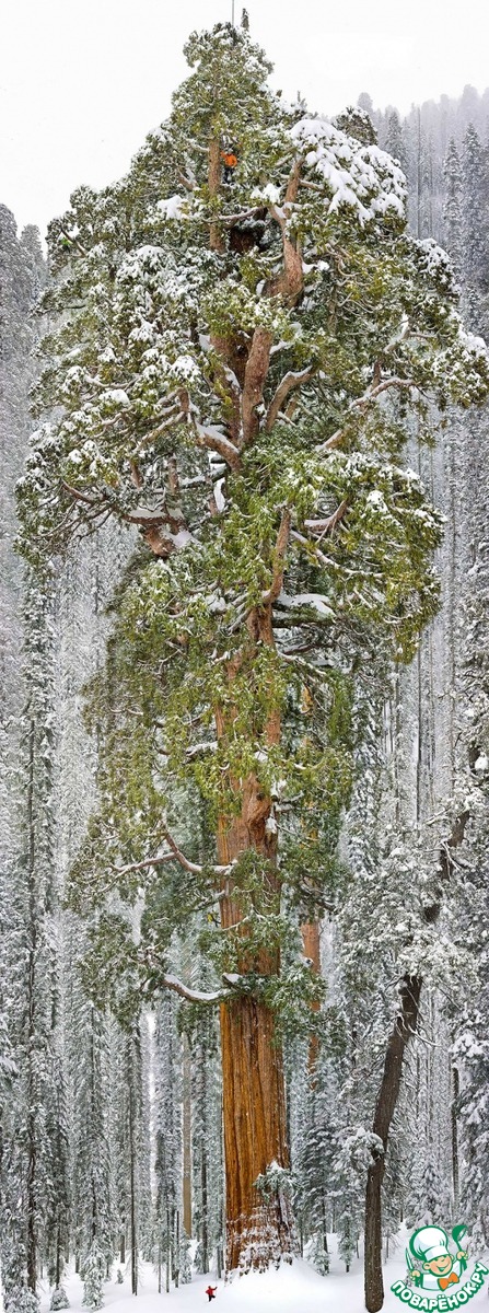 ������ �� �������� � ���� ������� �� ����� ����������, ����������, ���