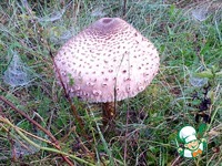 ������ � ����� �����������