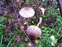 ������ � ����� �����������