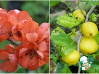 ������� ������� � �������� ����� �����������