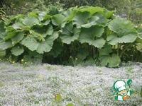 ����� ��-���������� � ��������� �����������