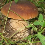 ����� ������ � �������