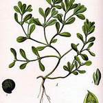 �������� ��� �������� �������