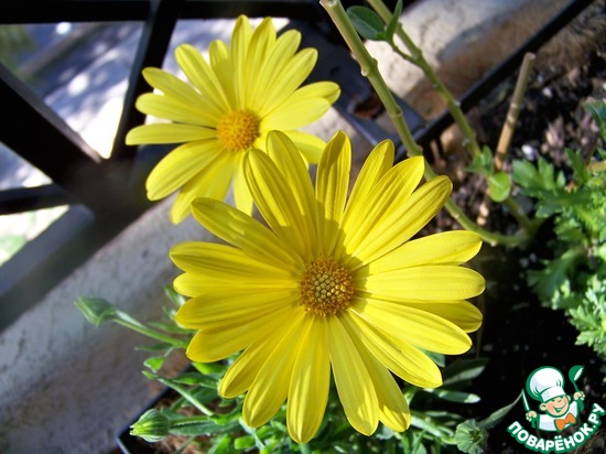 ����� �� ��� ������� � �� ������