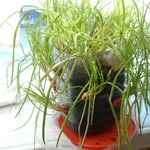 ������� ������ �� �����������