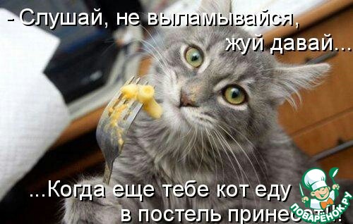 Коты И Кошки Фото С Надписями