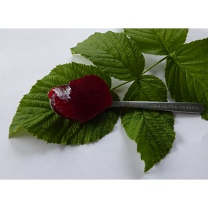 ��������� ����