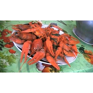 ������� ���� �� ��������