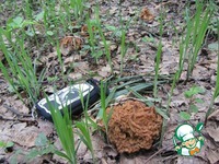 ������� �����������