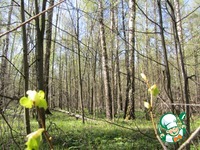 ������� �����������