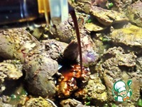 ������ ��� ������� ���� �����������