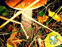 ������� ���� �����������