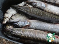 �������� ���� "�����" �����������