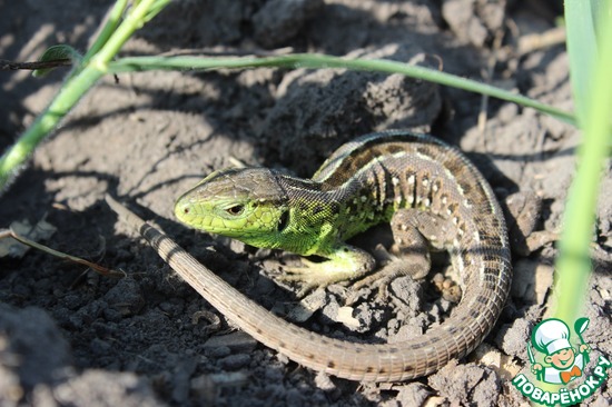 ������� �� ��������)