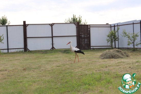 ���� ����� � �����)