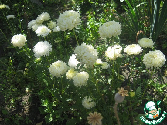 ��� �����