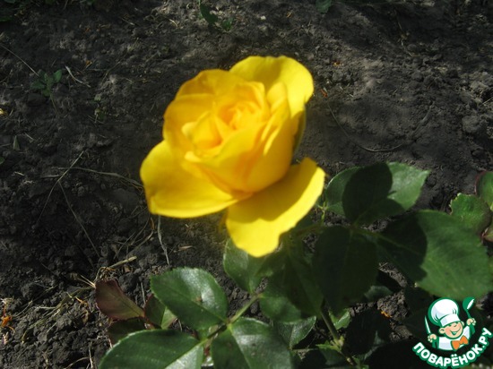 �������� �������