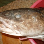 ������������ ��������� � ������� �����