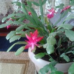 ���� ��� ������