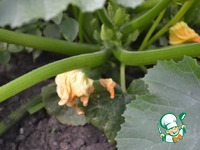 �������, ������������� �����, ������� � ����� �����������