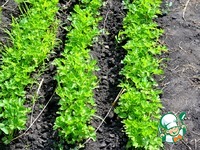 �������, ������������� �����, ������� � ����� �����������