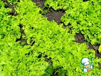 �������, ������������� �����, ������� � ����� �����������