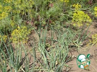 ��������� ����� � ����� � ����� �����������