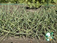 ��������� ������ �����������