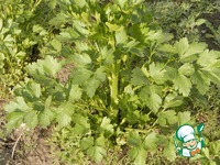 ������ ������ � ����� � ����� �����������