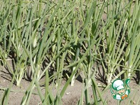 ������ ������ � ����� � ����� �����������