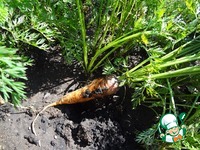 ������� ���-���� � �������� �������� �����������