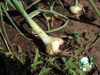 ������� ���-���� � �������� �������� �����������