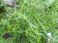 ������� ���-���� � �������� �������� �����������